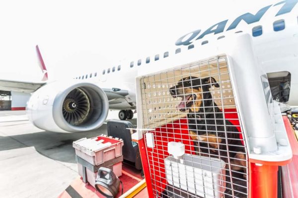 pet-relocation-service - FlashGL