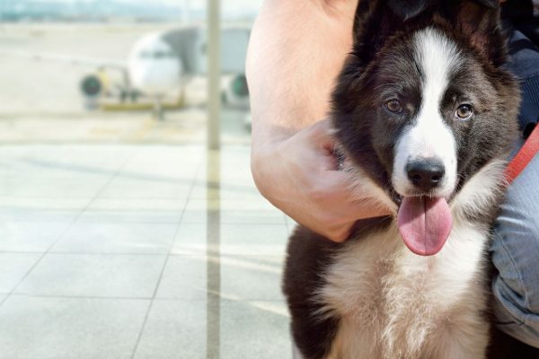 pet-travel - FlashGL