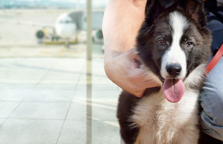 pet-travel - FlashGL